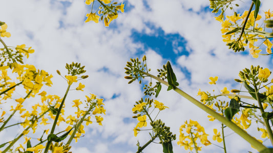 Yellow flowers in a field with blue sky and clouds