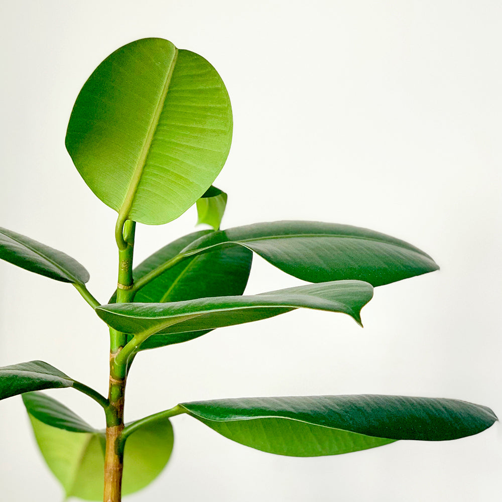 Has Sustainability Been Hijacked?