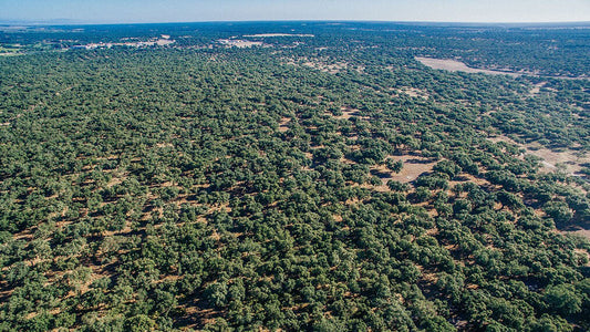 Cork Forests from Above - Credit: Amorim Cork Composites