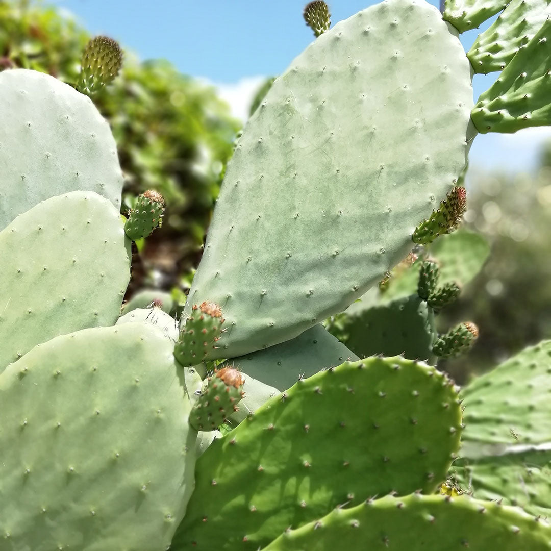 What Types of Plant-Based Leather Exist Today?