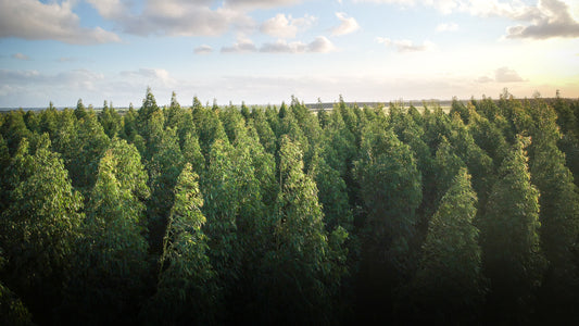 Vast forest with pine trees and blue sky horizon