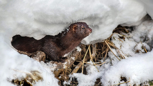 Cute mink in the snow