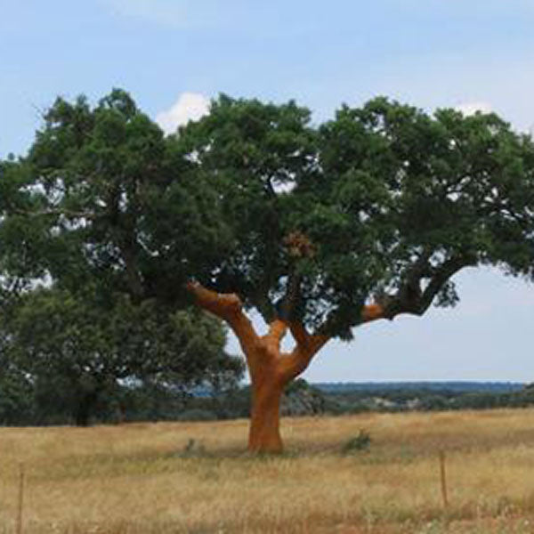 Where Does Cork Come From? – HowCork