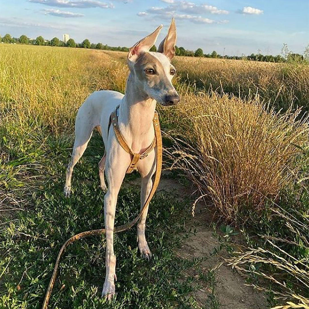 Hoadin Cork Dog Harness